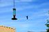 2015-10-30, 035, My Humming Bird Feeder