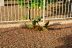 2016-03-21, 004, Cactus alone Rear Fence