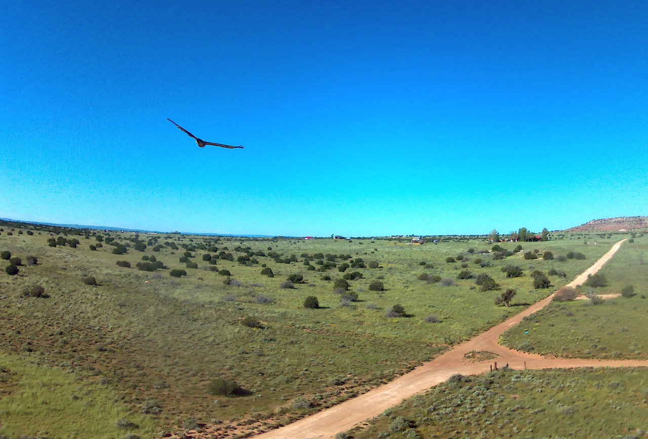 2022-09-05, 016, Hark in Flight, Snowflake, AZ