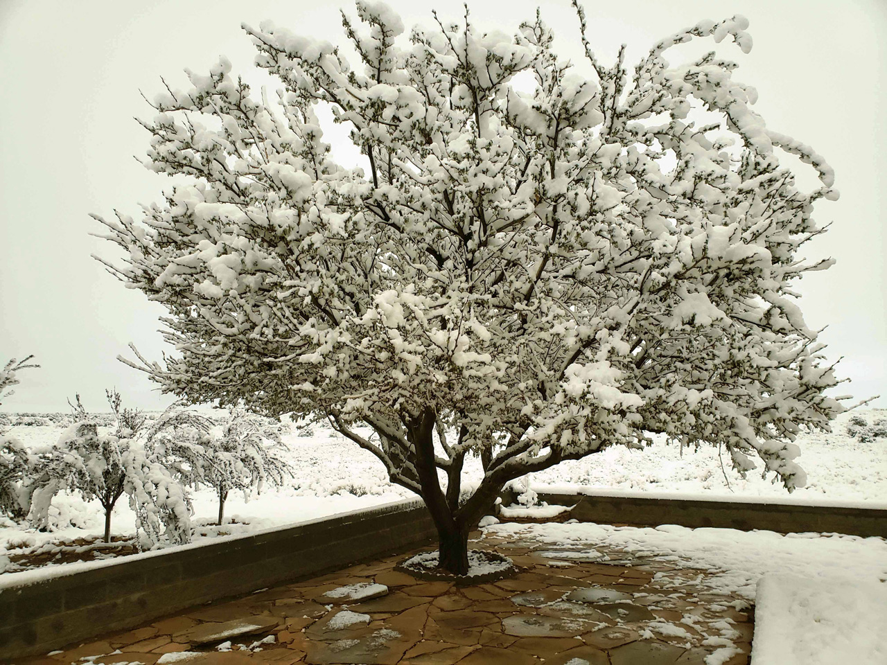 2025-04-19, 03, Snow