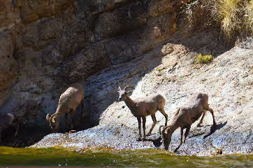 2016-04-09, 014, Canyon Lake on the Dolly Steamboat