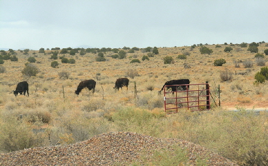2021-04-27, 03, Cattle at South Gate