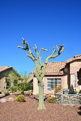 2021-11-26, 01, Tree in front of House