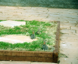 2022-07-14, 001, Rabbits on Sewer Cover