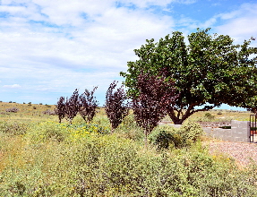 2022-09-20, 02, Plum Trees