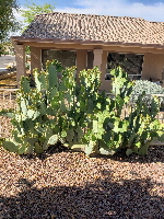 2023-04-16. Elephant Ear Cactus 