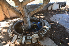 W Well Around Tree 01