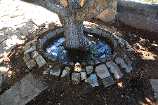 W Well Around Tree 02